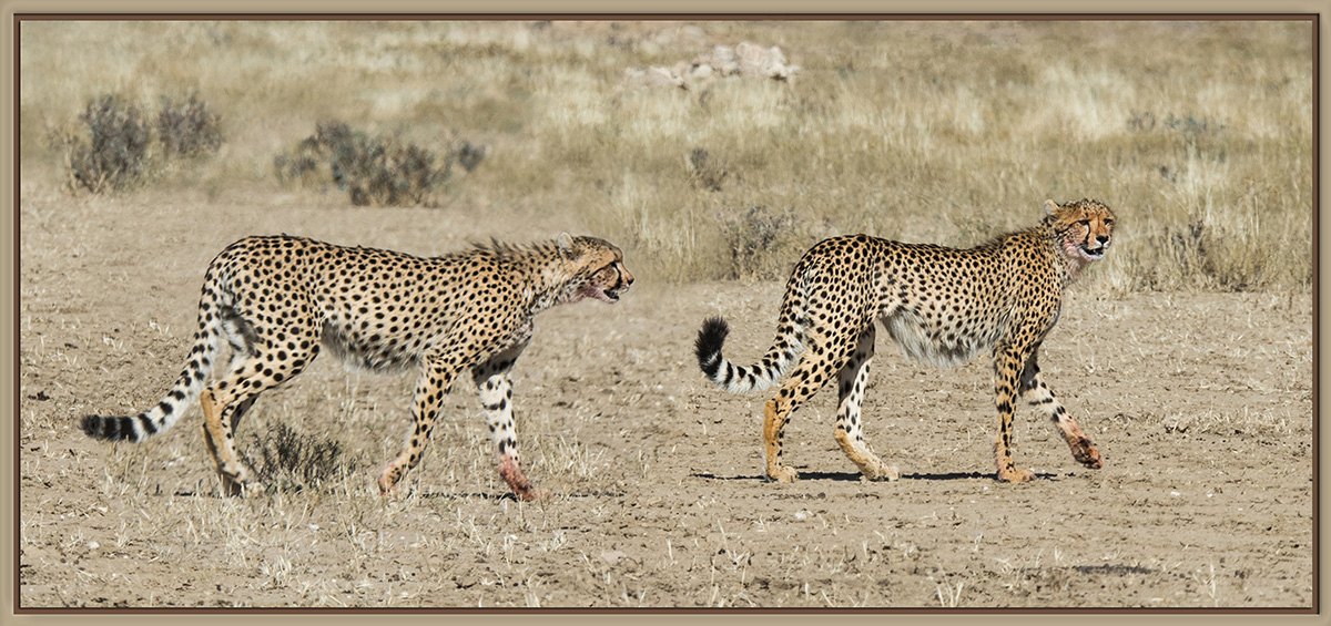 Cheetahs