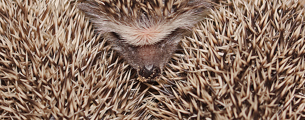 Throne of spines