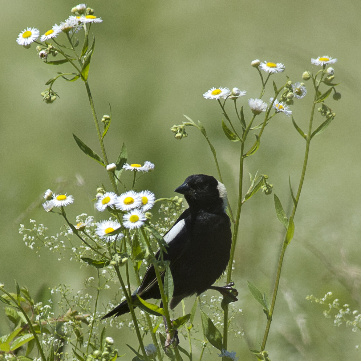Bobolink