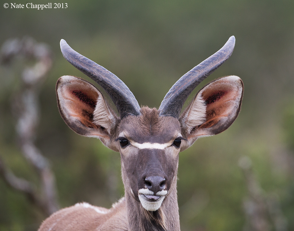 Young Kudu Buck