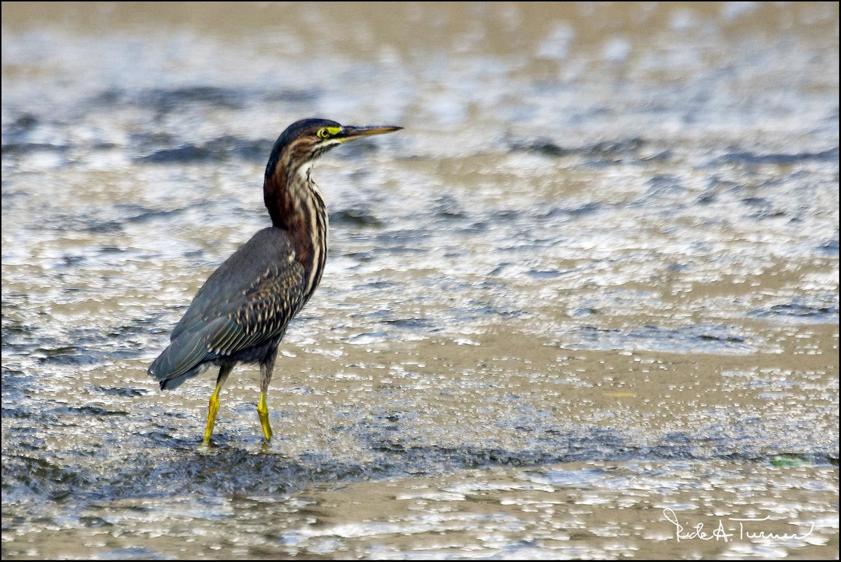 Juvenile Green Heron