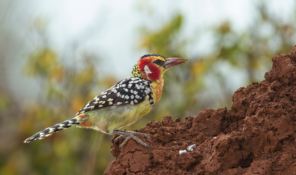Red and Yellow Barbet