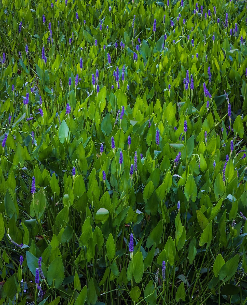 In the marshes