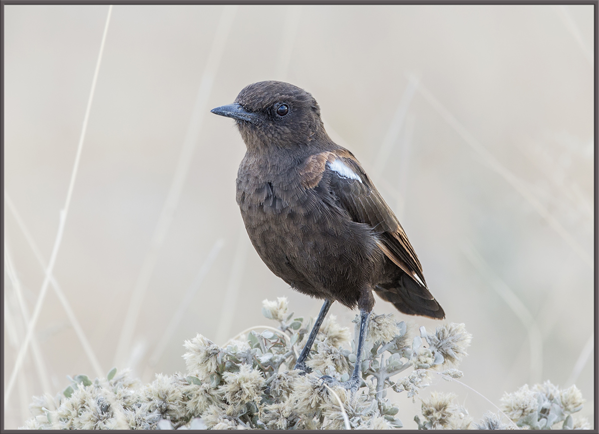 Ant-Eating Chat