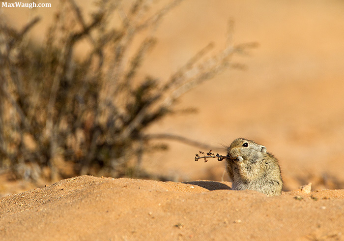 Brandts's Whistling Rat