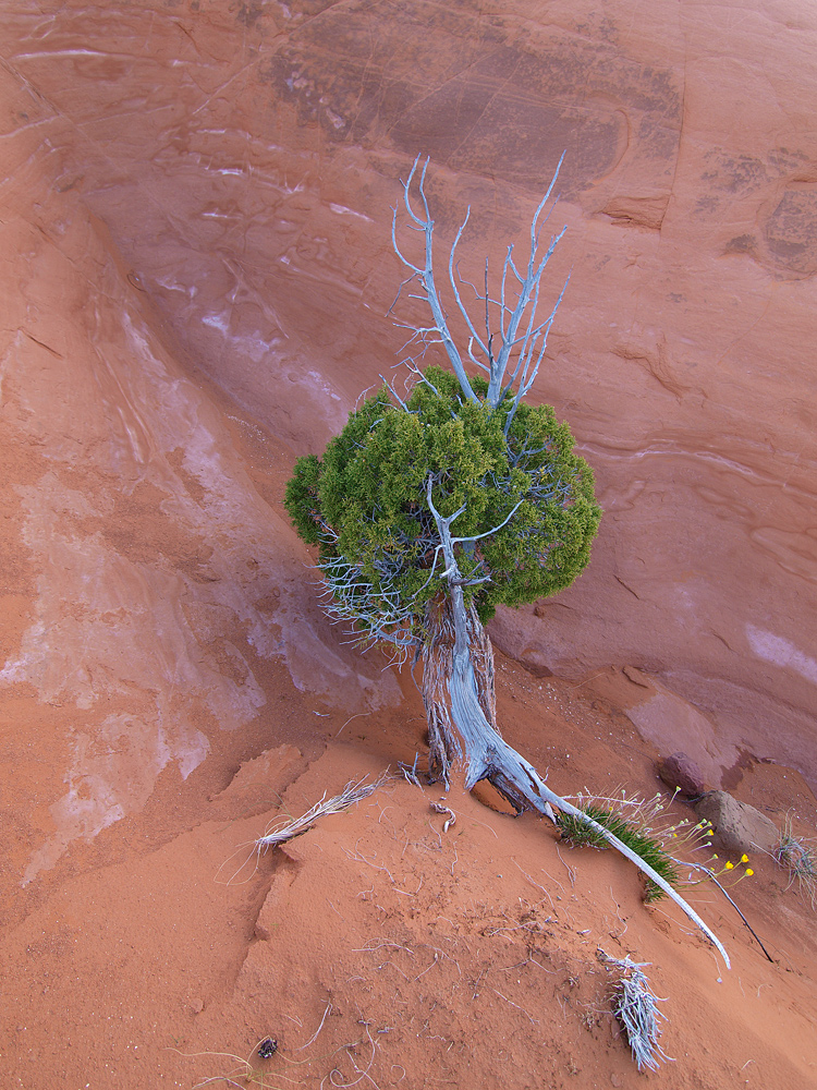 Survivors in Sandstone