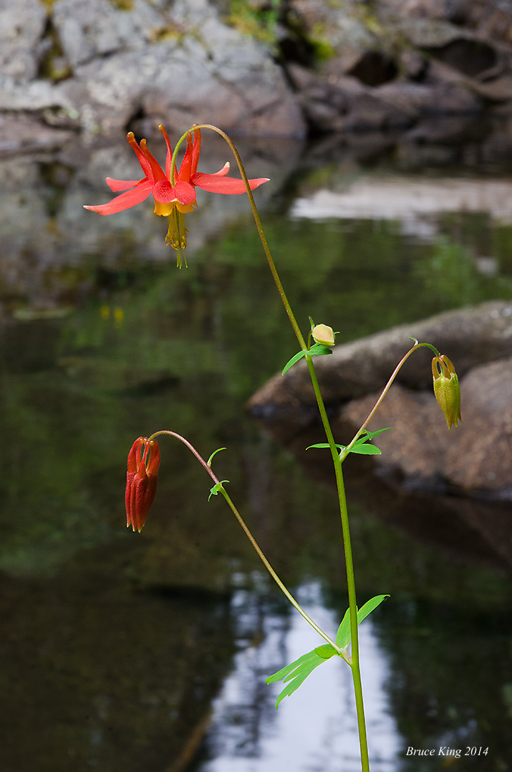 Western Red Columbine