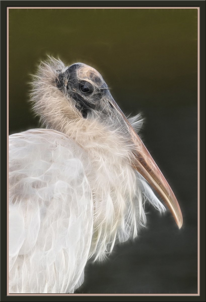 Wood Stork