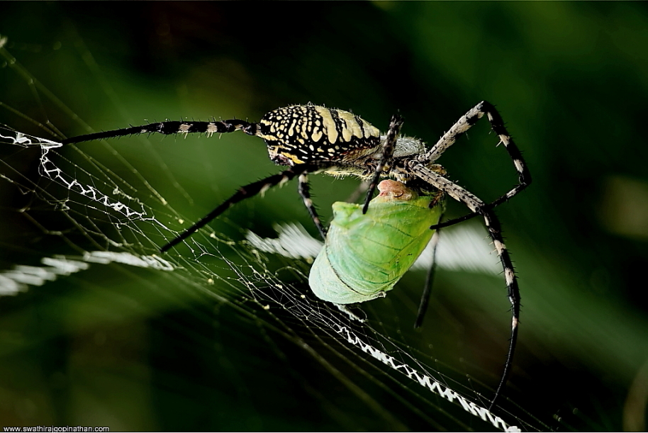 The genus Argiope