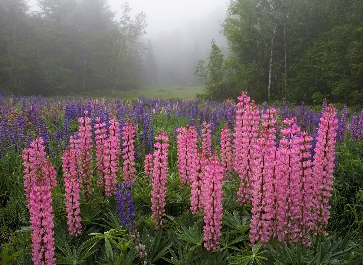 Sugar Hill Lupines