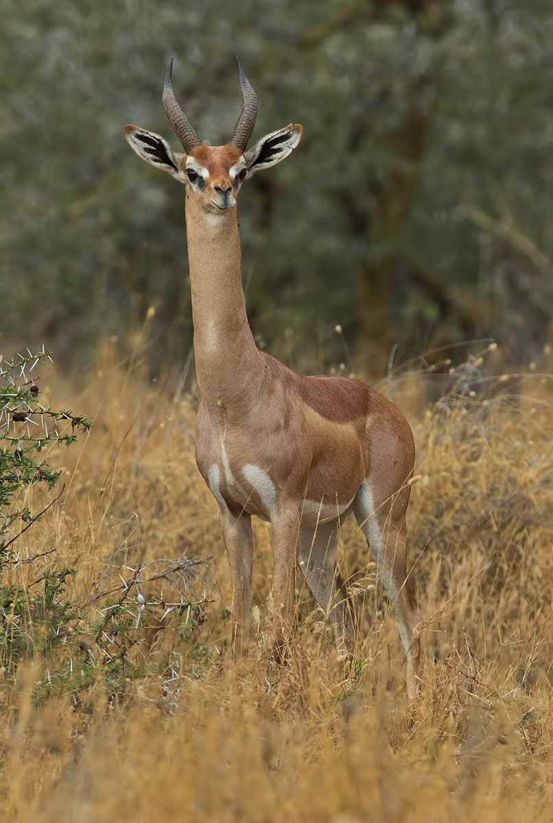 Gerenuk