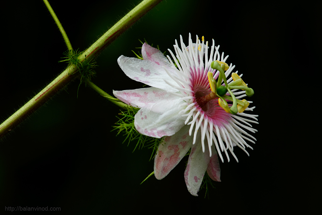 Passiflora