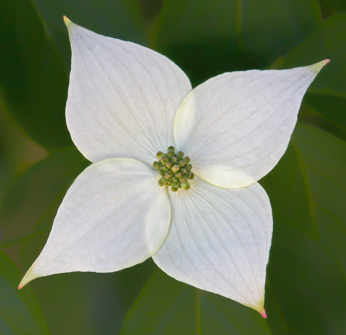 Japanese Dogwood