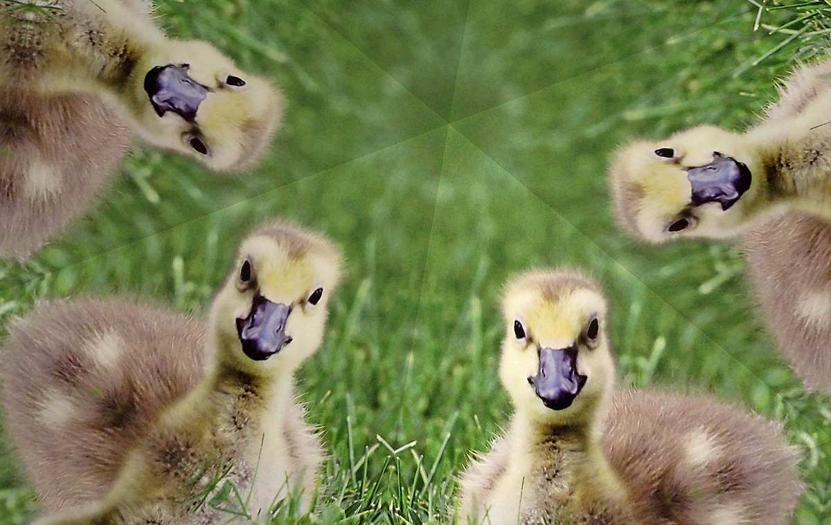 Goslings Everywhere