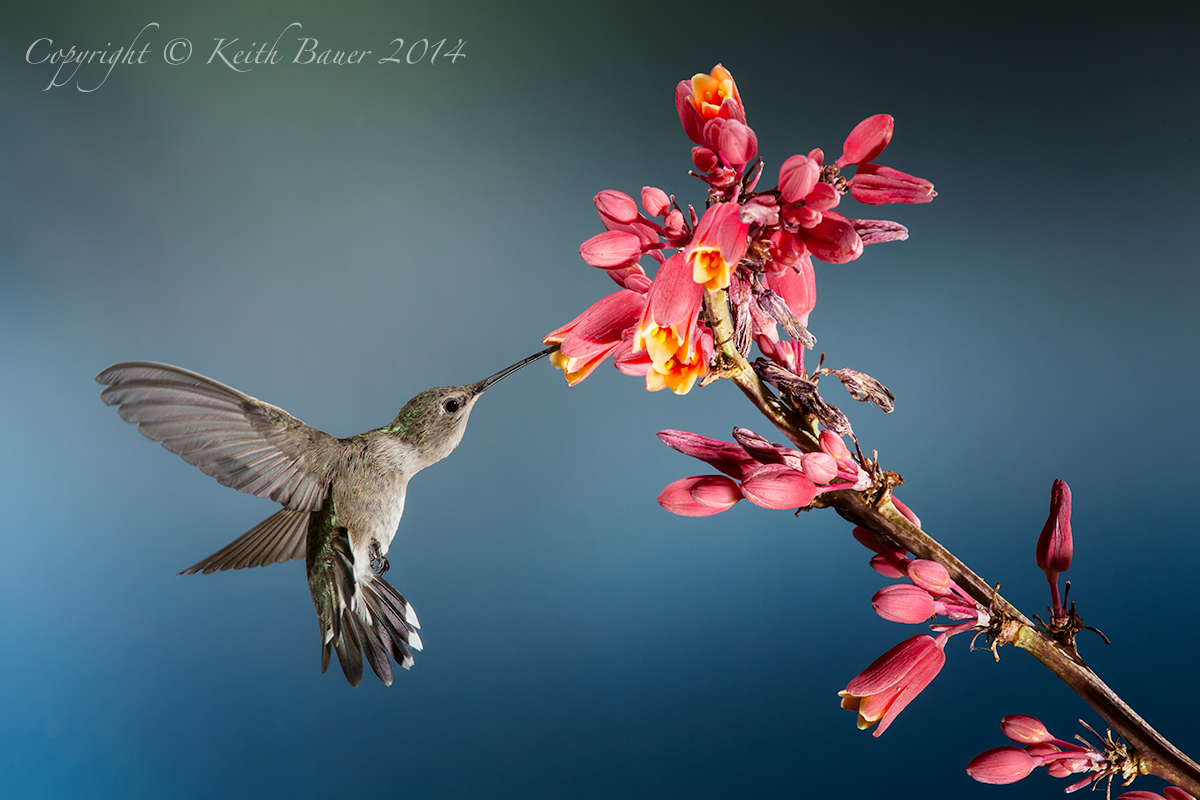 And Yet Another Hummer..