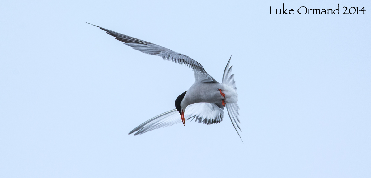 Tai-chi Tern