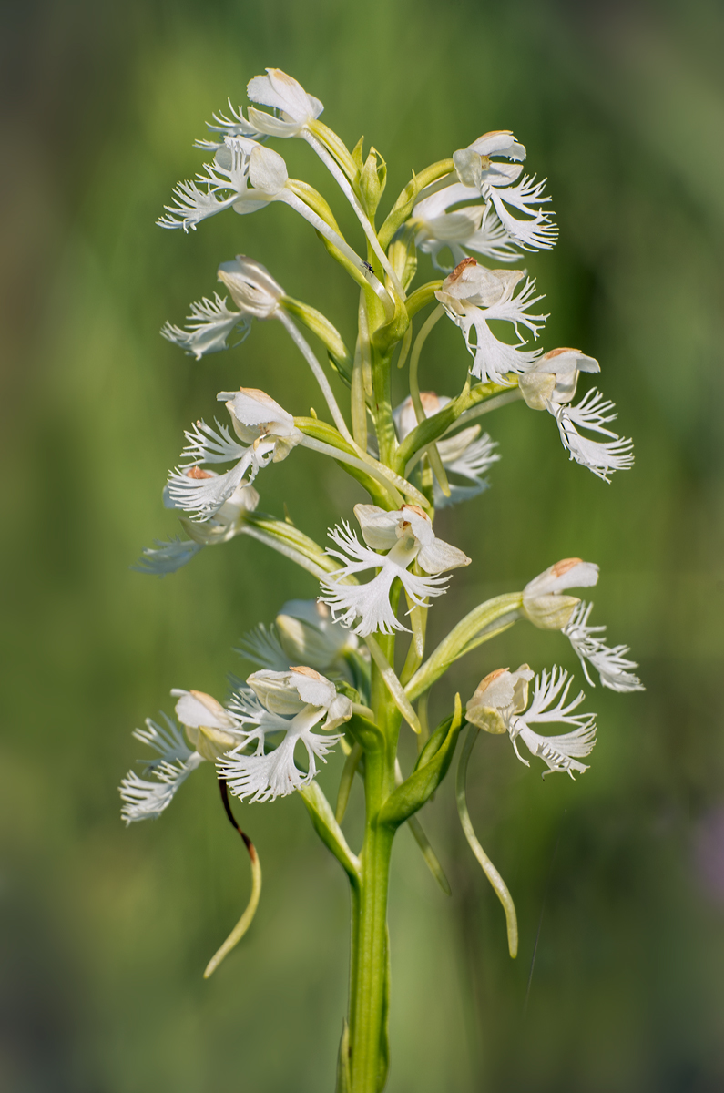A Very Rare Orchid