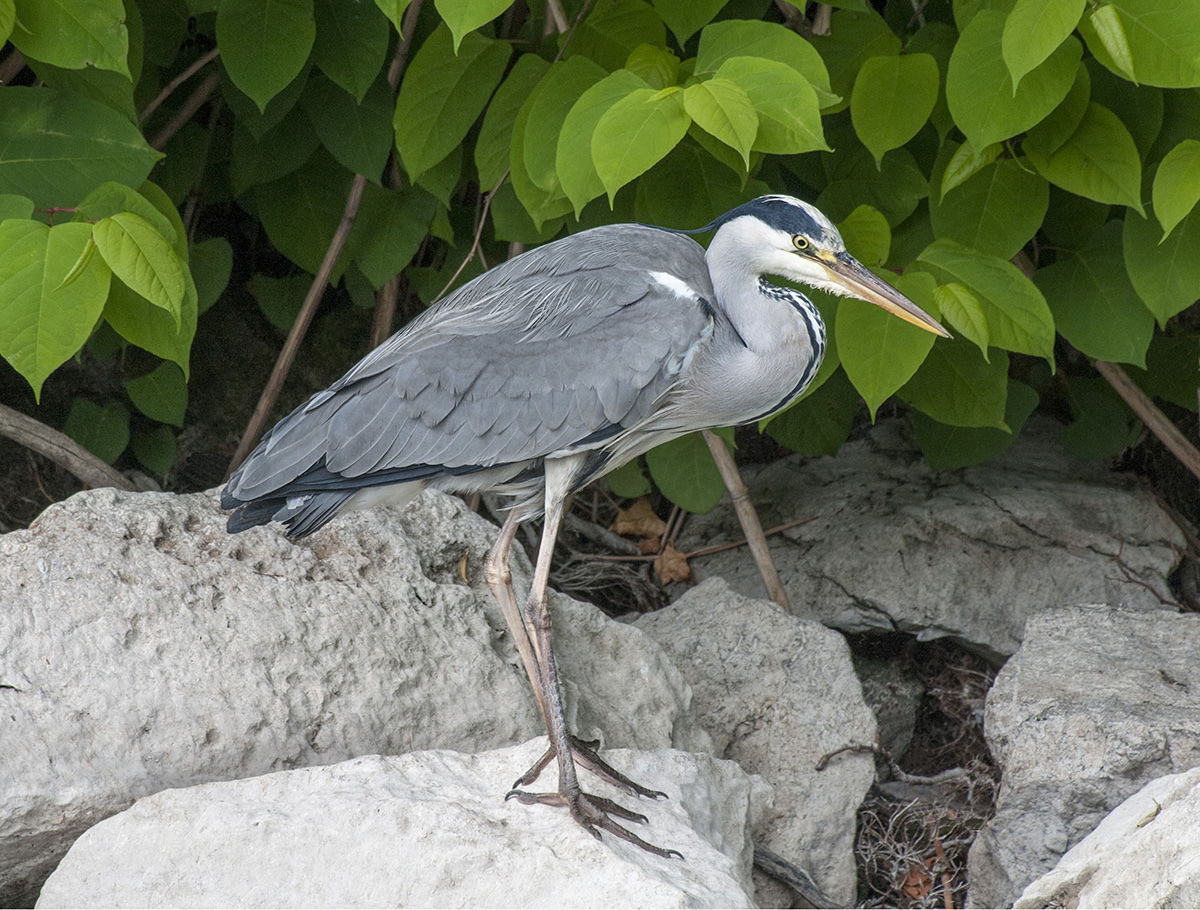 Grey Heron