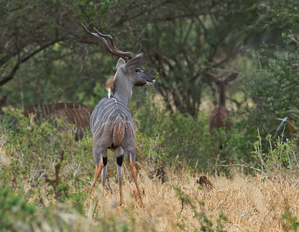 Lesser Kudu and family