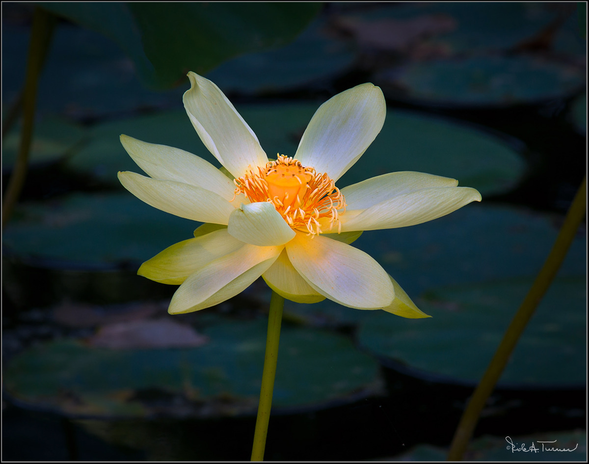 Lily Pond