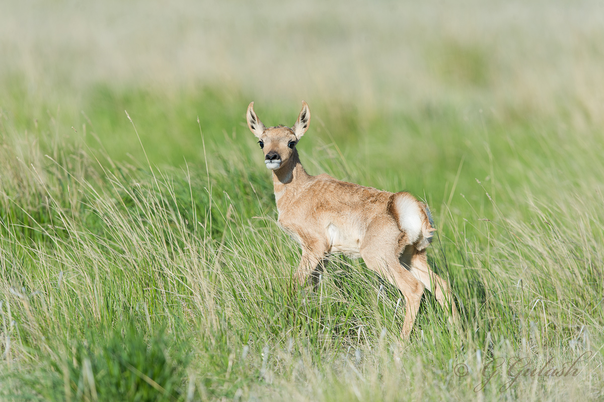 Pronghorn fawn