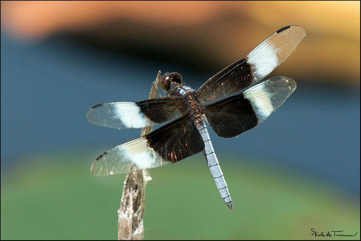 Widow Skimmer