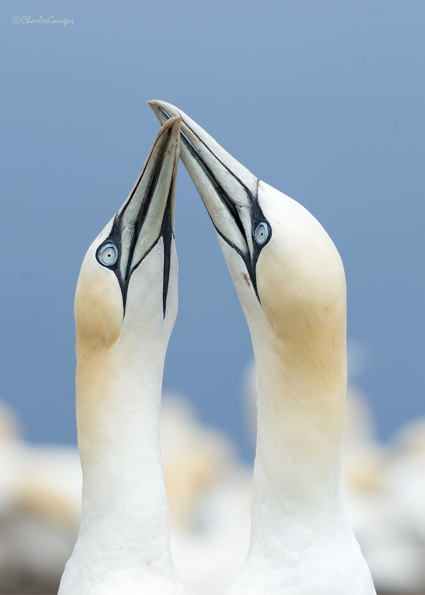 Gannets Fencing