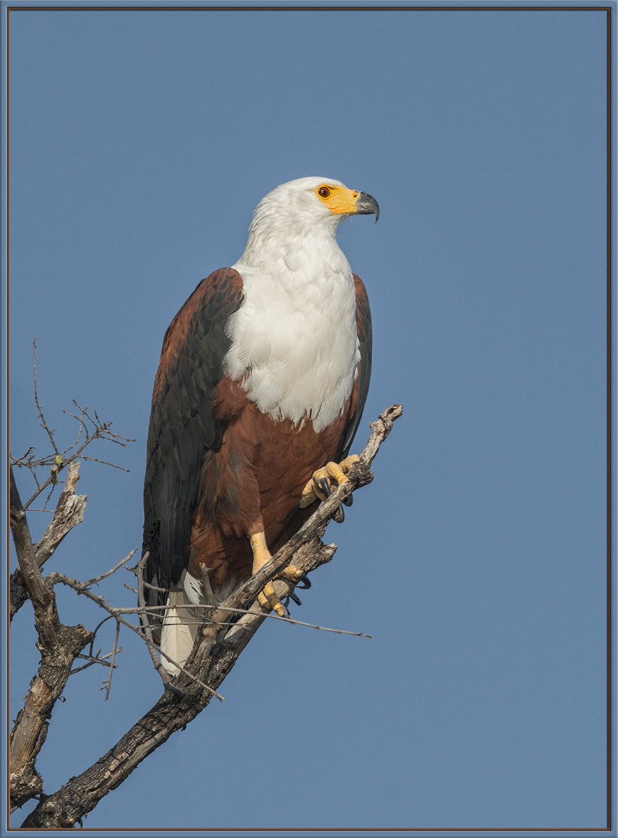 African Fish Eagle