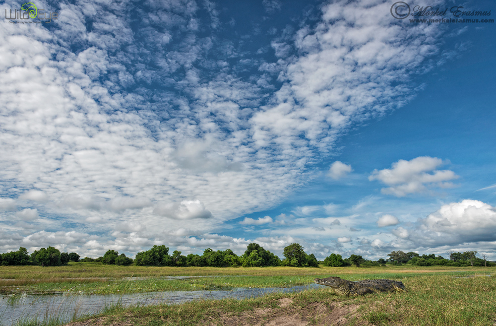 Chobe Crocscape
