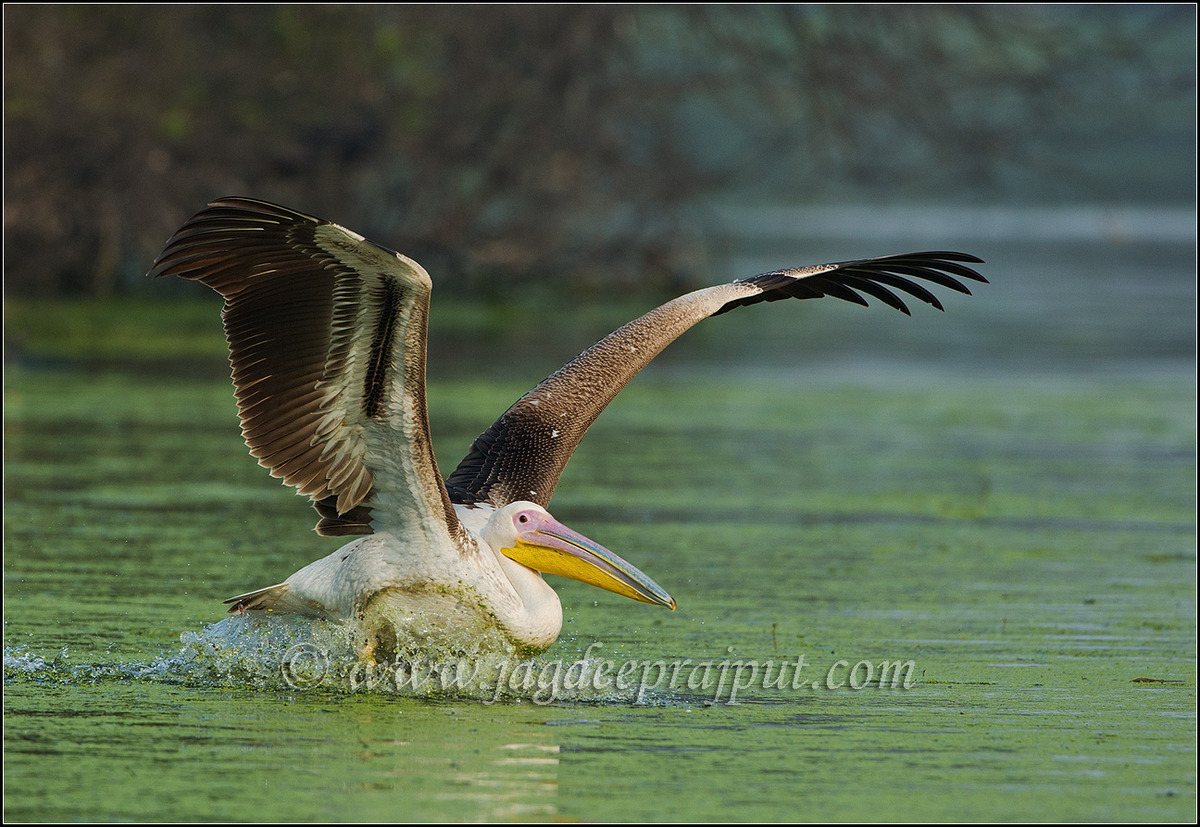 Landing with a splash.