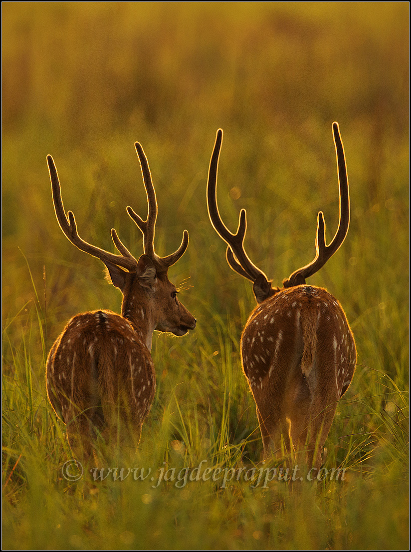 Spotted Deers