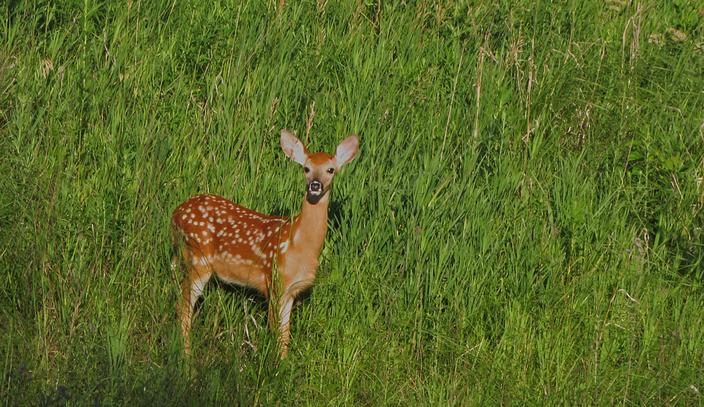 Alert fawn