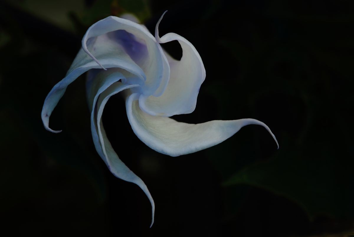 Moon flower