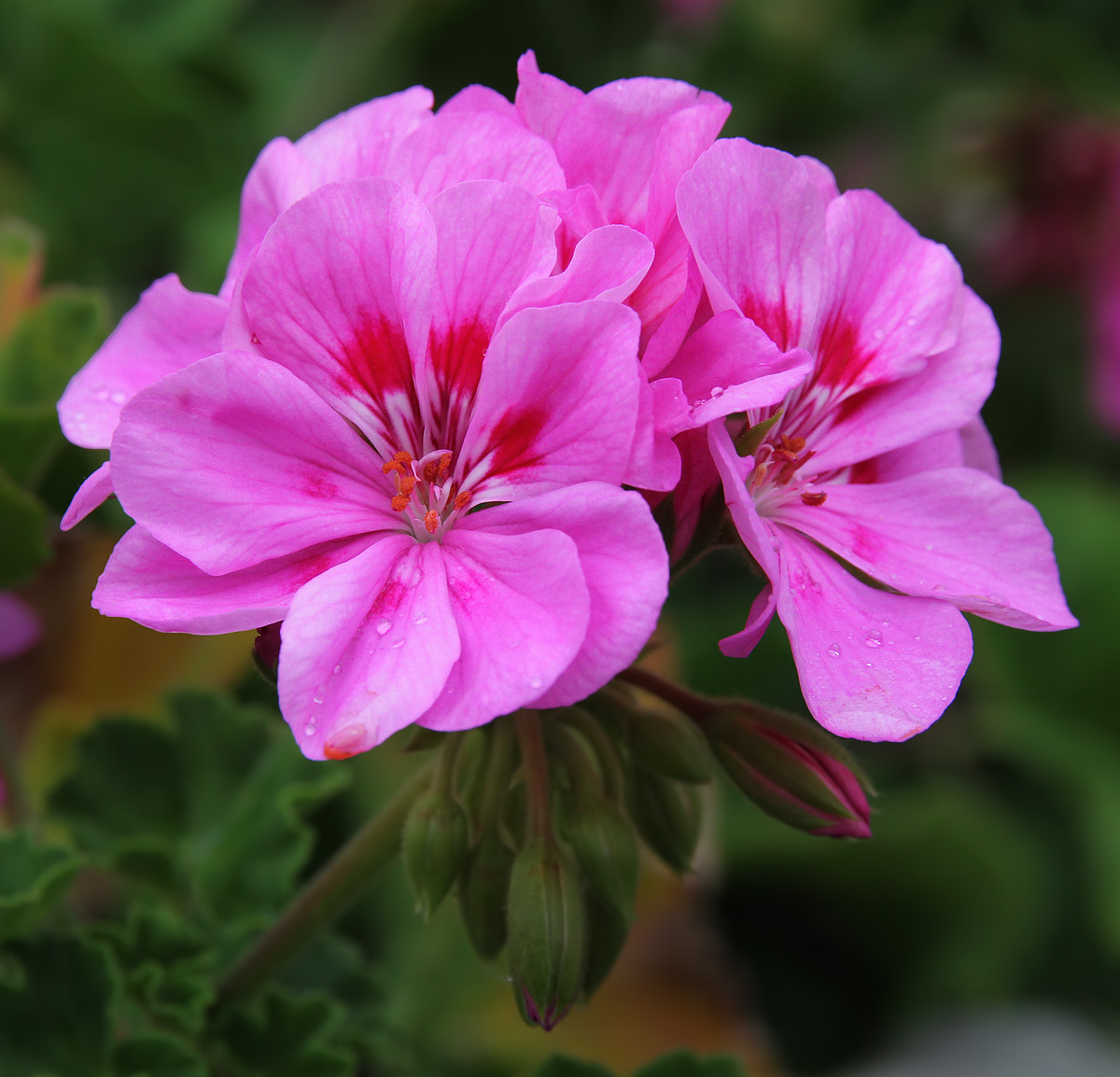 Pink Flowers