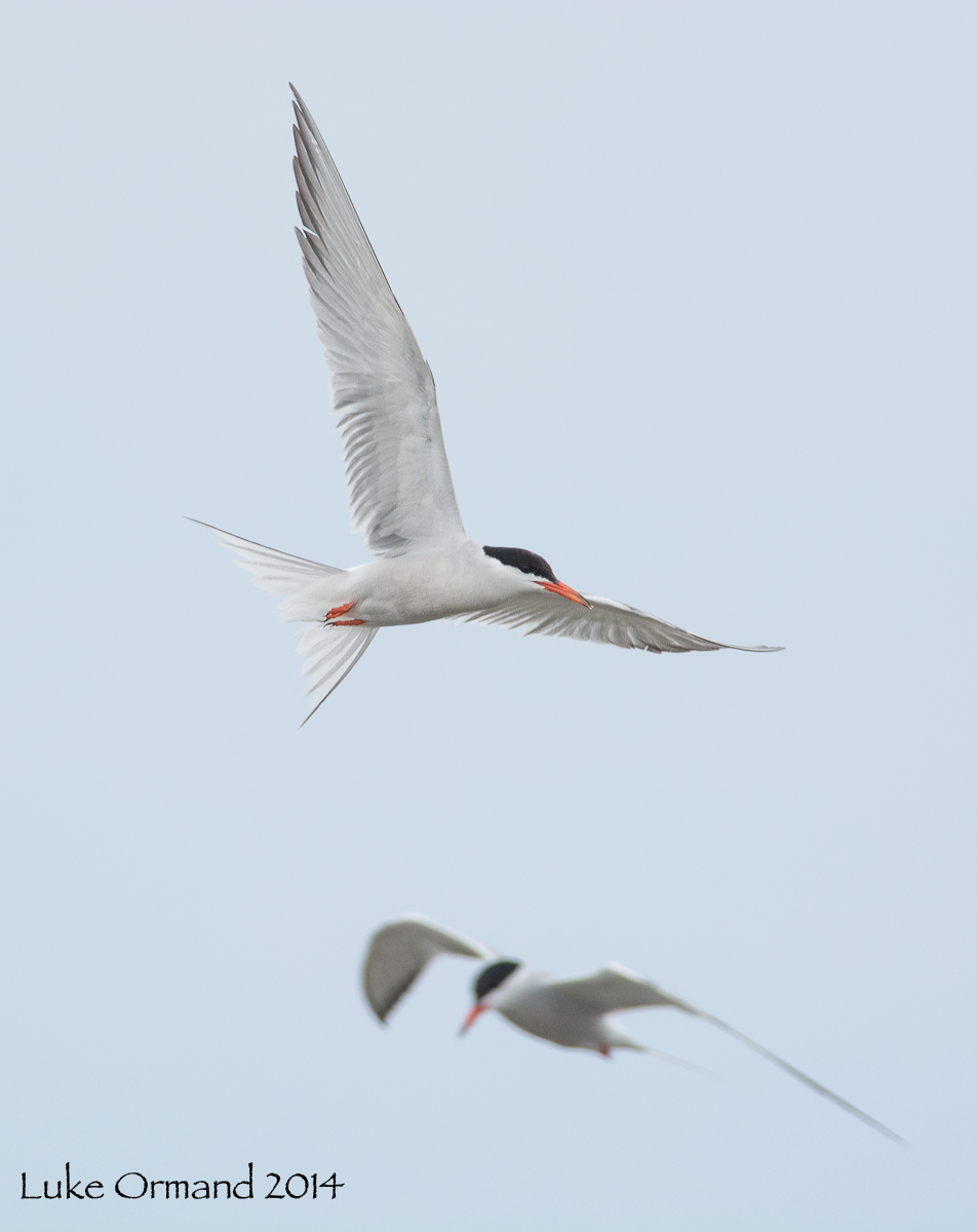 Pair of Terns