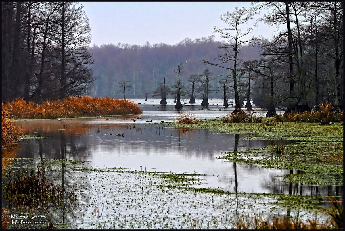 Reelfoot Wetlands
