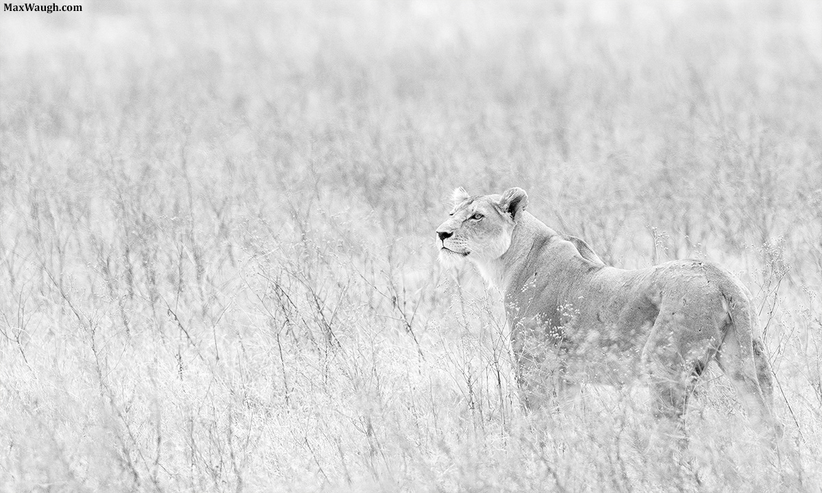 Lioness, Ngorongoro