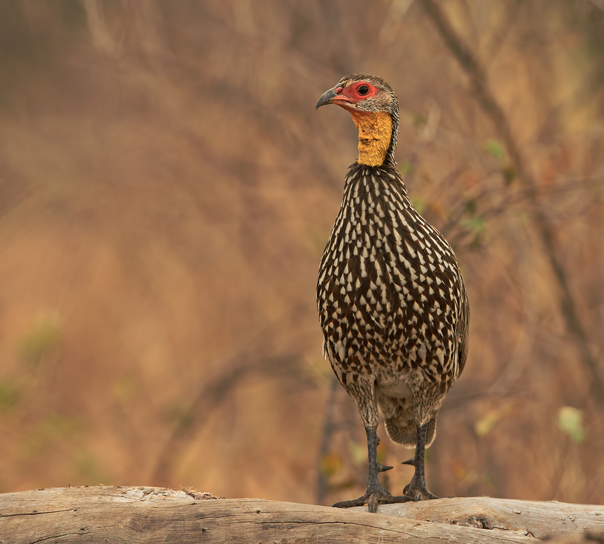 Yellow Necked Spurfowl