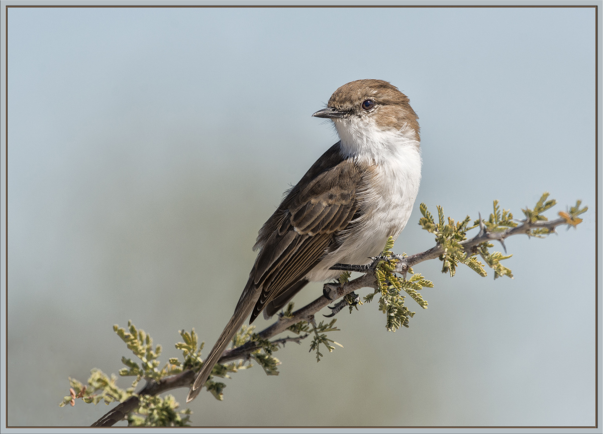 Marico Flycatcher 
