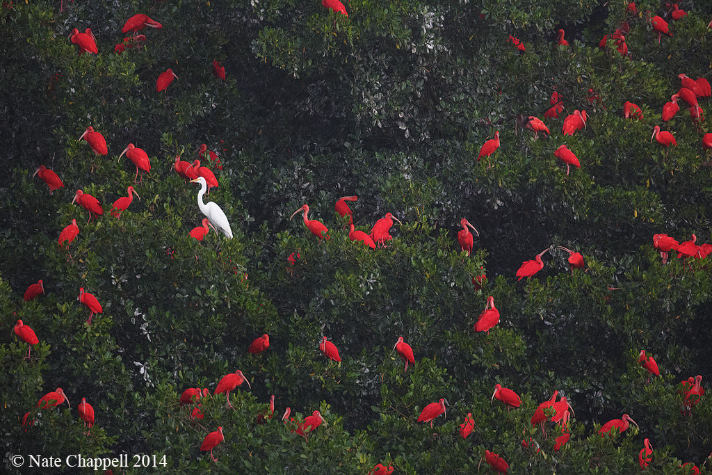 Egret with Scarlet Ibis