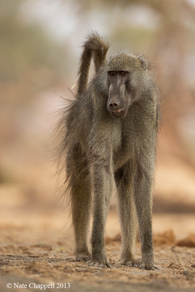 Chacma Baboon