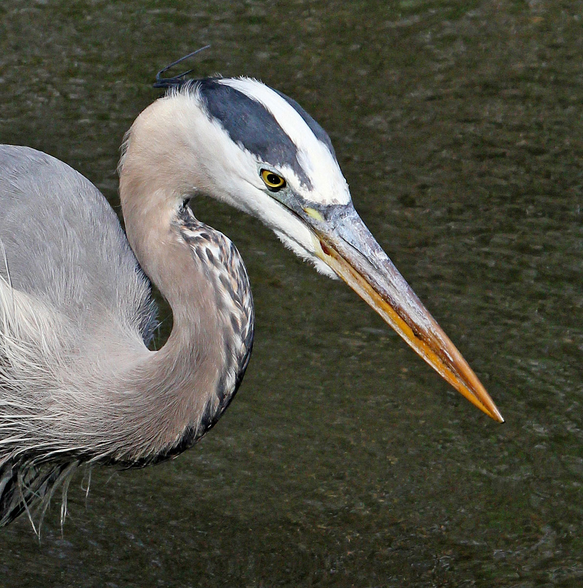 GBH Portrait