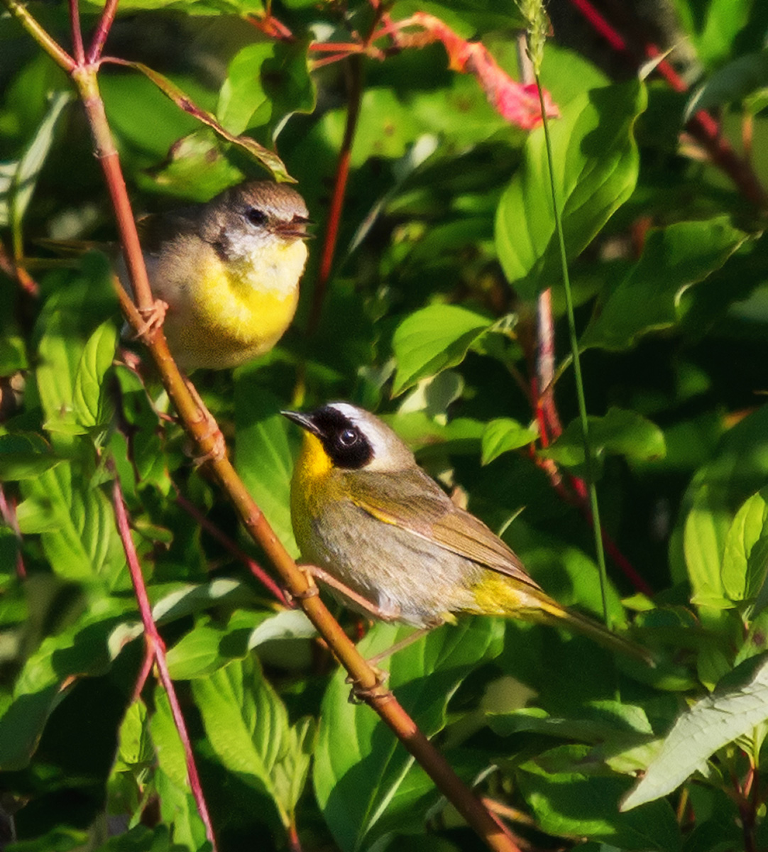 Common Yellowthroat