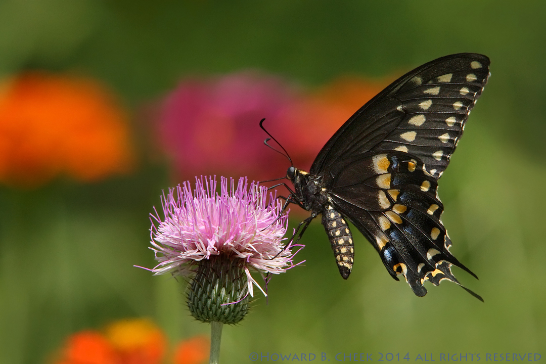 Black Swallowtail