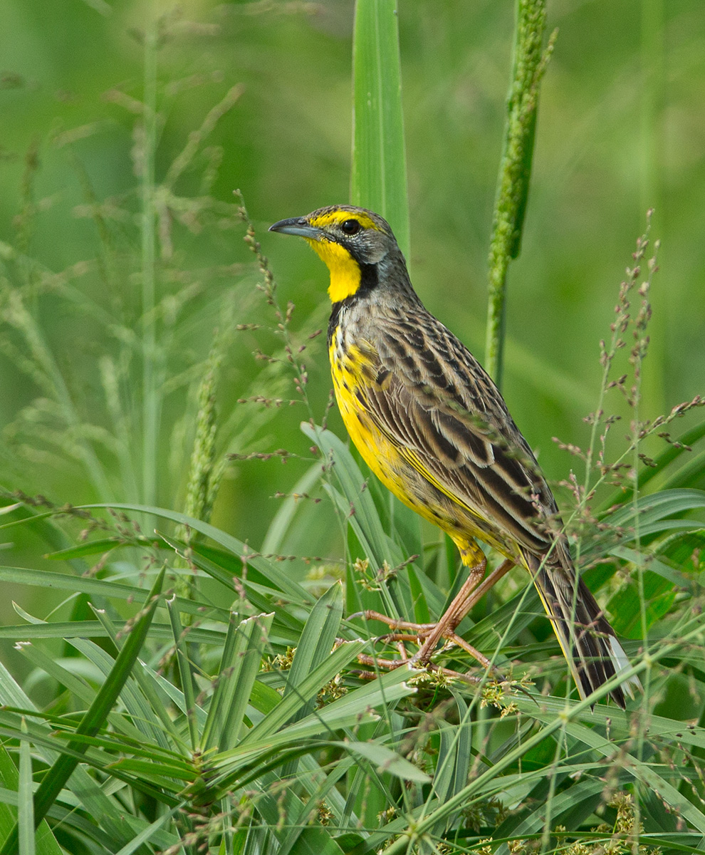 Yellow Throated Longclaw