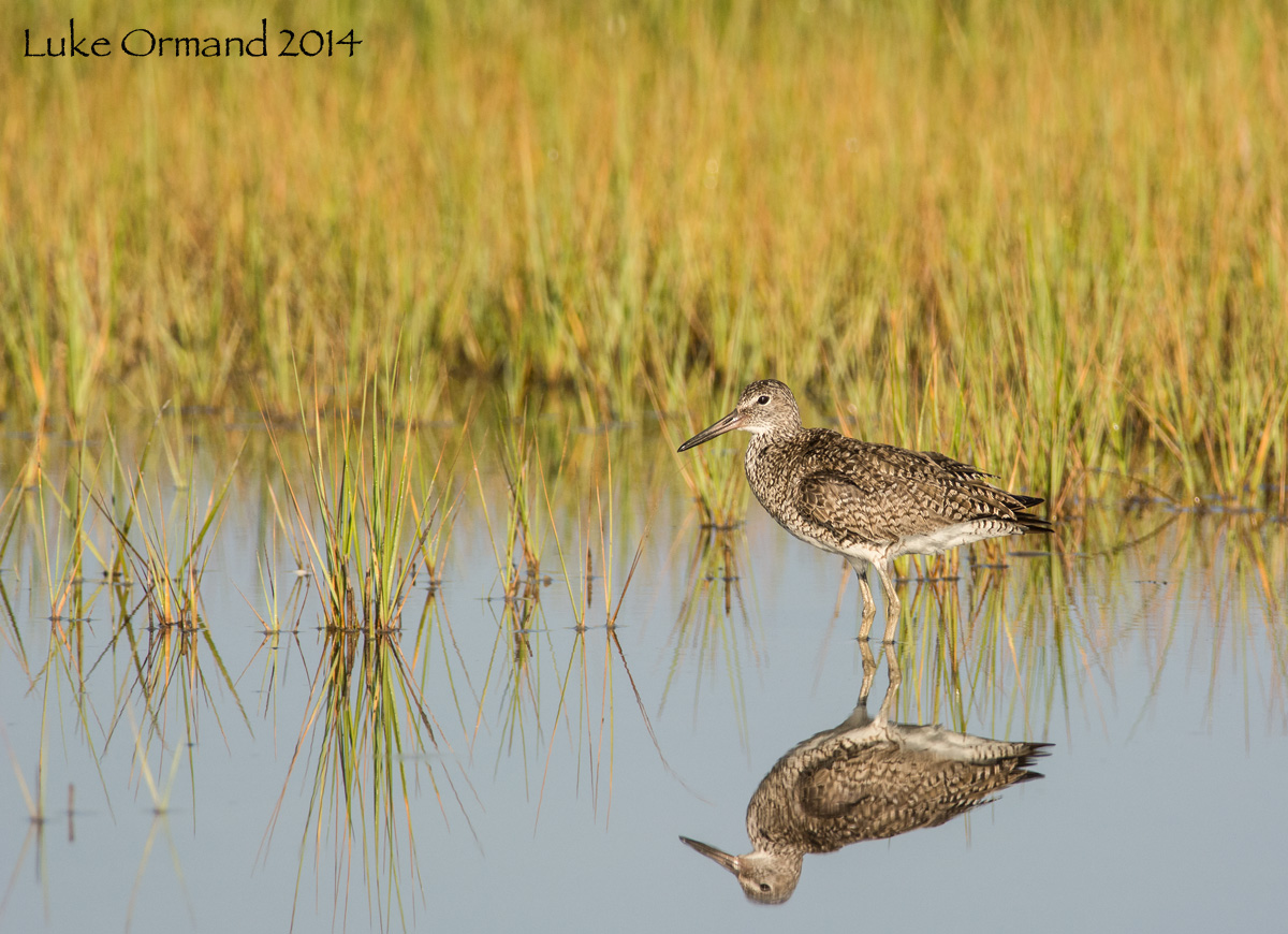 Morning Willet
