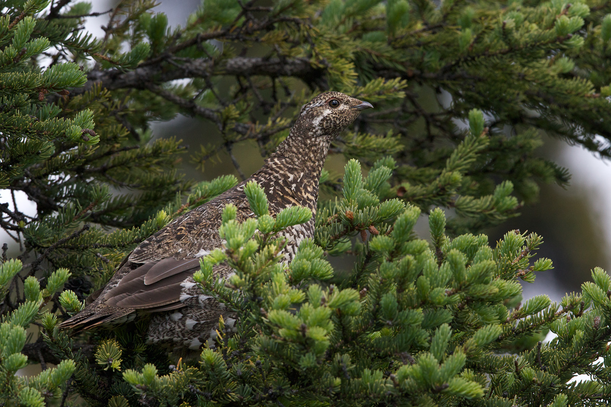 Spruce Grouse Hen