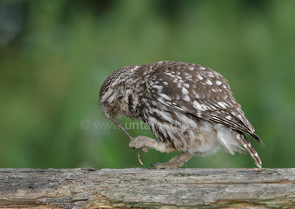 A tasty morsel