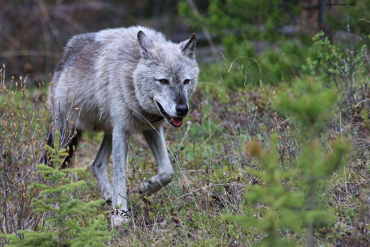 Wolf in Banff NP