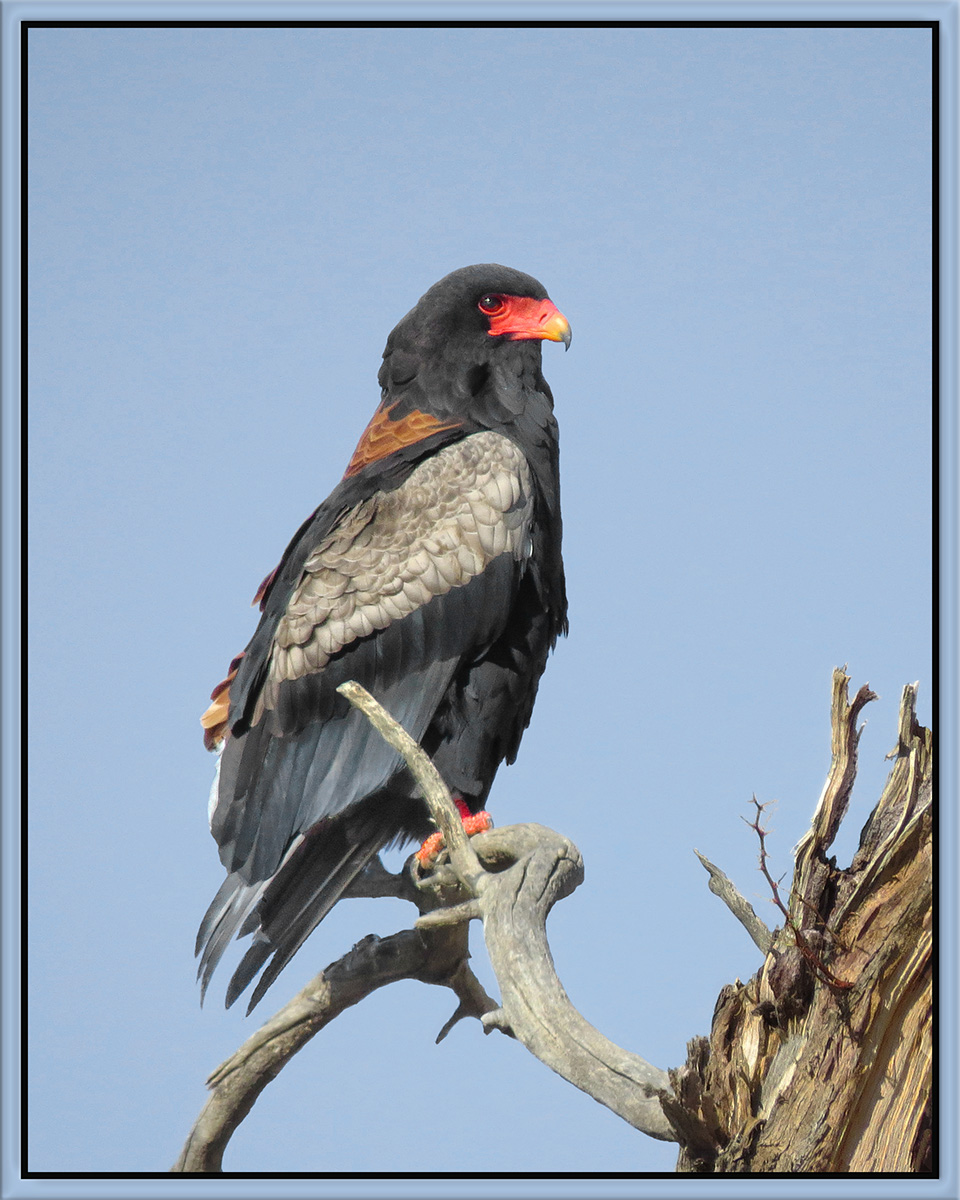 Bateleur Eagle 2